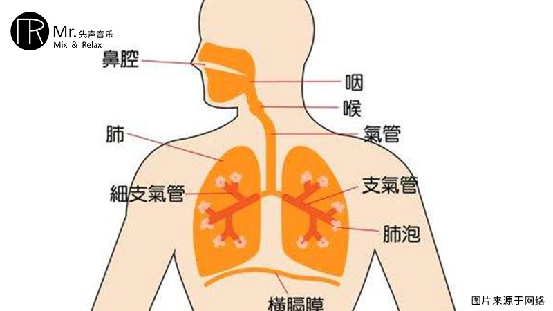 呼吸器官主要是由哪些器官组成